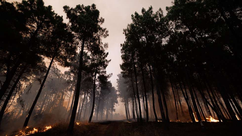 As chamas consomem pinheiros durante um incêndio em São Martinho da Anta, concelho de Sabrosa, Vila Real, 2 de agosto de 2025. O fogo que começou em São Cibrão, Vila Real, alastrou para o concelho de Sabrosa, onde lavra em duas frentes com alguma intensidade e mobiliza cerca de 240 operacionais. PEDRO SARMENTO COSTA/LUSA