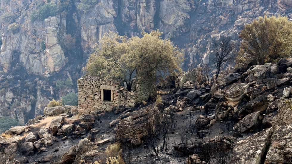 O incêndio que deflagrou na sexta-feira em Freixo de Espada à Cinta deixou um rasto de destruição ambiental na área protegida do Douro Internacional e avultados prejuízos em várias culturas agrícolas como olival, amendoal e floresta, Freixo de Espada à Cinta, Bragança, 19 de agosto de 2025. Localidades como Lagoaça, Fornos, Mazouco, Poiares e Freixo de Espada à Cinta, no concelho como mesmo nome, a que se juntam Carviçais e Mós, no concelho de Torre de Moncorvo, e Estevais, Meirinhos e Quintas das Quebras, já no concelho de Mogadouro, viram os seus territórios pintados de negro por um incêndio que galgou terreno a alta velocidade, empurrado pelos fortes ventos que se fizeram sentir, o que dificultou o controlo das chamas por parte dos bombeiros. (ACOMPANHA TEXTO). FRANCISCO PINTO/LUSA