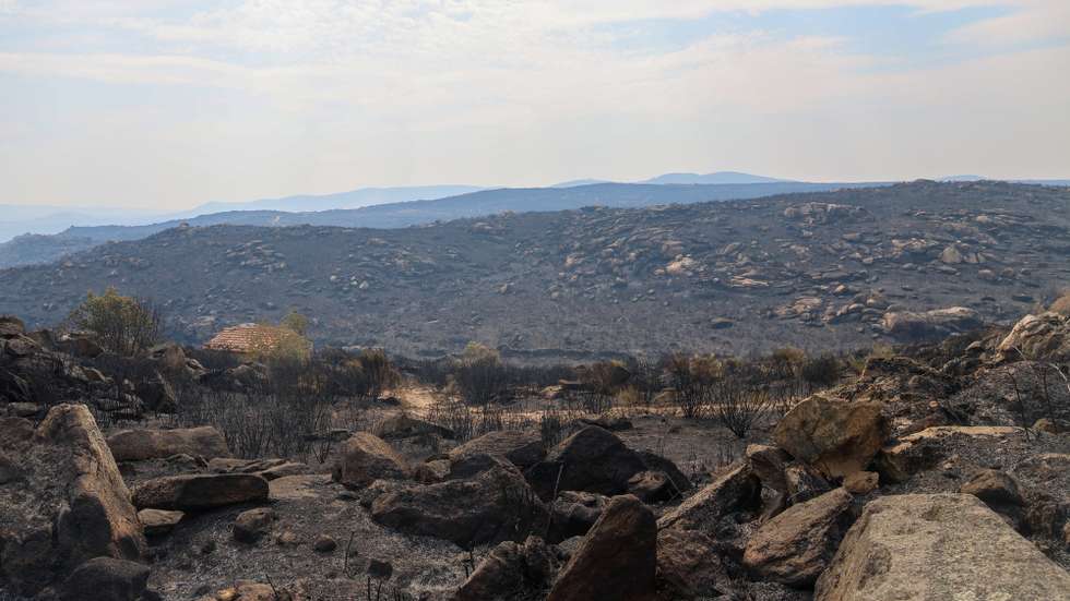 O incêndio que deflagrou na sexta-feira em Freixo de Espada à Cinta deixou um rasto de destruição ambiental na área protegida do Douro Internacional e avultados prejuízos em várias culturas agrícolas como olival, amendoal e floresta, Freixo de Espada à Cinta, Bragança, 19 de agosto de 2025. Localidades como Lagoaça, Fornos, Mazouco, Poiares e Freixo de Espada à Cinta, no concelho como mesmo nome, a que se juntam Carviçais e Mós, no concelho de Torre de Moncorvo, e Estevais, Meirinhos e Quintas das Quebras, já no concelho de Mogadouro, viram os seus territórios pintados de negro por um incêndio que galgou terreno a alta velocidade, empurrado pelos fortes ventos que se fizeram sentir, o que dificultou o controlo das chamas por parte dos bombeiros. (ACOMPANHA TEXTO). FRANCISCO PINTO/LUSA