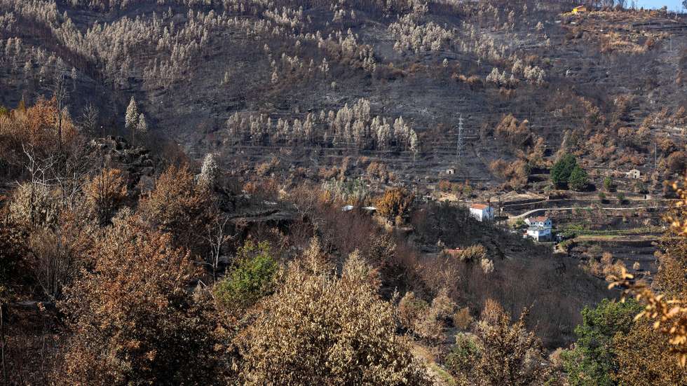 Floresta queimada pelo fogo de 15 de agosto, no incêndio em Avô, em Oliveira do Hospital, 25 de agosto de 2025. PAULO NOVAIS/LUSA