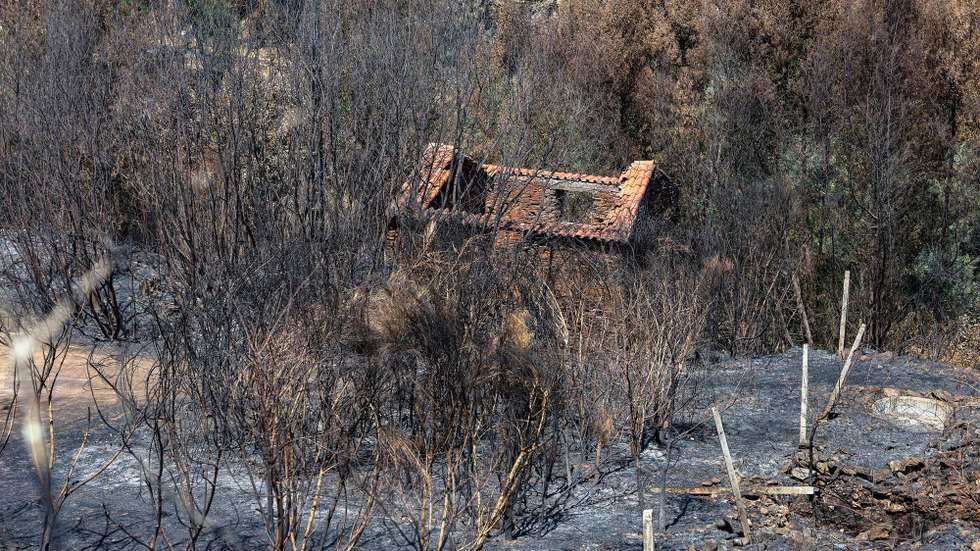 Floresta queimada pelo fogo de 15 de agosto, no incêndio em Avô, em Oliveira do Hospital, 25 de agosto de 2025. PAULO NOVAIS/LUSA
