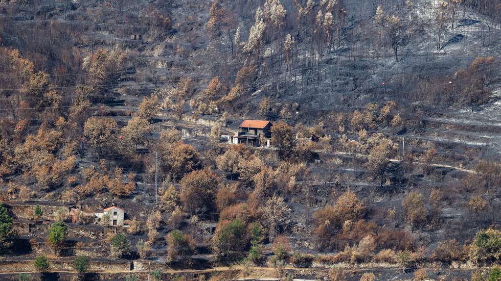 Floresta queimada pelo fogo de 15 de agosto, no incêndio em Avô, em Oliveira do Hospital, 25 de agosto de 2025. PAULO NOVAIS/LUSA