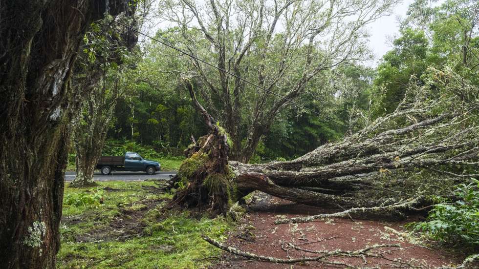 Uma árvore derrubada na sequência da passagem da depressão pós-tropical Gabrielle, nos Altares, Angra do Heroísmo, ilha Terceira, Açores, 26 de setembro de 2025. O ciclone tropical Gabrielle que atinge os Açores deixou de ser um furacão de categoria 1 e passou a ser uma depressão pós-tropical, mas as preocupações mantêm-se, segundo o Instituto Português do Mar e da Atmosfera (IPMA). ANTÓNIO ARAÚJO/LUSA