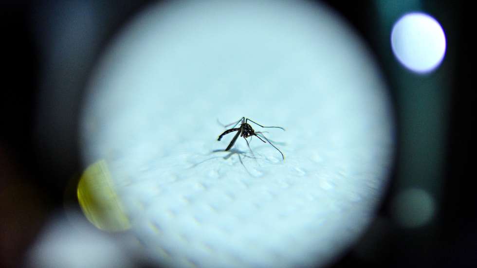 epa12311689 (FILE) - The Aedes aegypti mosquito, responsible for the transmission of dengue, in a laboratory in Brasilia, Brazil, 29 February 2024 (reissued 20 August 2025). The World Mosquito Day was established to commemorate the British physician Sir Ronald Ross, who demonstrated the link between mosquitoes and the transmission of malaria in 1897. It helps raise awareness of the ongoing threat of malaria and other mosquito-borne diseases.  EPA/ANDRE BORGES