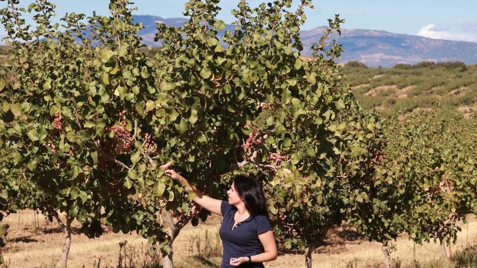A agricultora, Cátia Afonso, inspeciona uma árvore de pistácio no seu pomar, em Torre de Moncorvo, Bragança, 08 de outubro de 2025. A cultura de pistácios na região do Douro Superior e Vale da Vilariça está a ser encarada como recurso com bastante potencial produtivo, sendo um fruto seco com escoamento garantido, havendo já apostas consideráveis para o seu cultivo. (ACOMPANHA TEXTO DA LUSA DO DIA 11 DE OUTUBRO DE 2025). FRANCISCO PINTO/LUSA