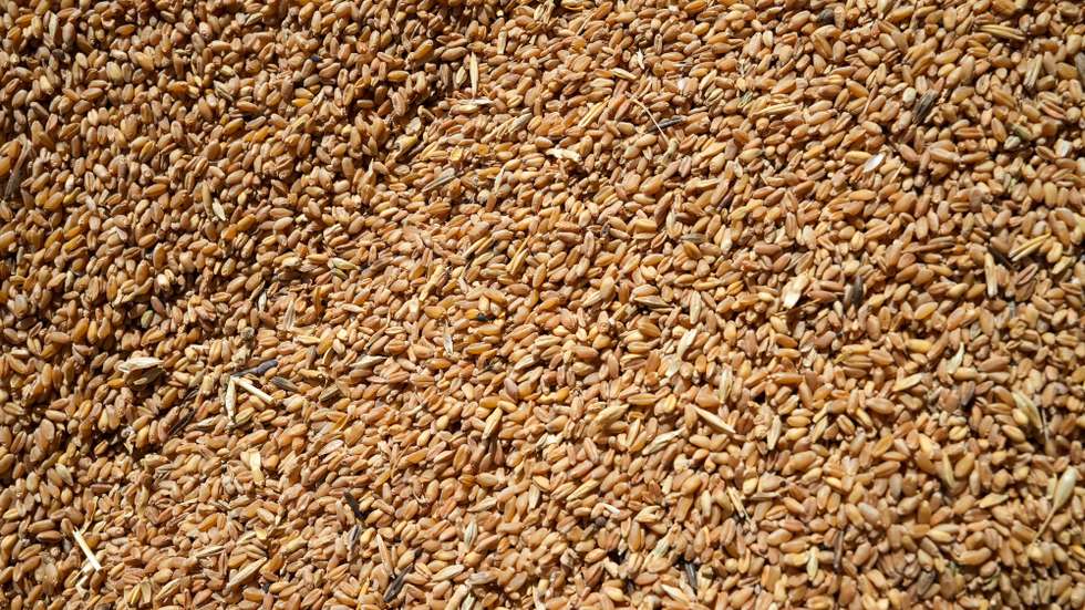 epa12380156 Wheat grains are stored in a grain silo in Homs, Syria, 10 September 2025 (issued 15 September 2025). The percentage of wheat to GDP fell this year due to an unprecedented drought in the country, which led to a 40 percent deficit in wheat production. Syria currently imports wheat to meet its needs and ensure adequate supplies. According to the World Food Program, half of Syria's population suffers from food insecurity, while drought is driving 3 million Syrians into hunger.  EPA/AHMAD FALLAHA