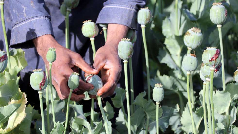 epa09857507 An Afghan farmer extracts raw opium from poppy buds at his farm on the outskirts of Kandahar, Afghanistan, 29 March 2022. In war-torn Afghanistan, more than three million addicts are estimated to exist, with farmers in some districts cultivating poppies instead of crops to make a living.  EPA/STRINGER
