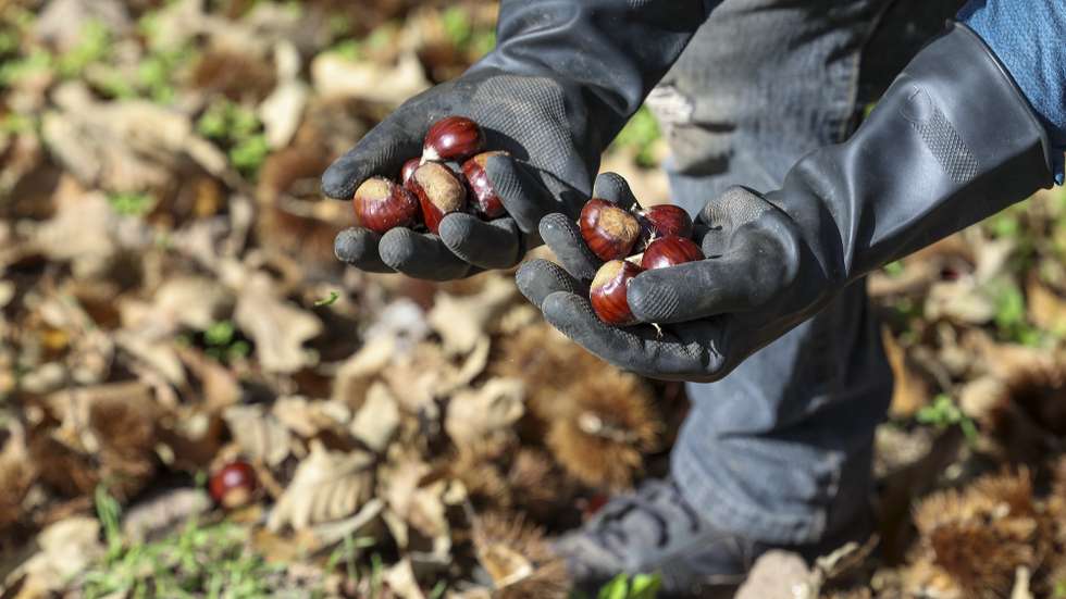 Um trabalhador apanha manualmente as castanhas, em Penedono, 07 de novembro de 2024. A insuficiência de trabalhadores tem obrigado os produtores a recorrerem a meios mecânicos para a apanha, que, embora possibilitem uma apanha mais rápida, também destroem muitos frutos. (ACOMPANHA TEXTO DA LUSA DO DIA 09 DE NOVEMBRO DE 2024). PAULO NOVAIS/LUSA