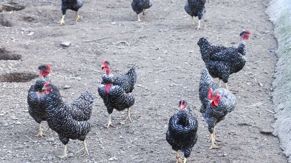Galinhas de raça pedrês, espécie considerada em risco de extinção, criadas na Quinta do Zorro, em Coimbra, 26 de fevereiro de 2025. A Quinta do Zorro, trabalha desde 2017 com raças portuguesas ameaçadas. Numa colina íngreme na zona rural de Coimbra, porcos, galinhas e cabras autóctones são vistos como monumentos genéticos a precisar de preservação. (ACOMPANHA TEXTO DA LUSA DO DIA 09 DE MARÇO DE 2025). PAULO NOVAIS/LUSA