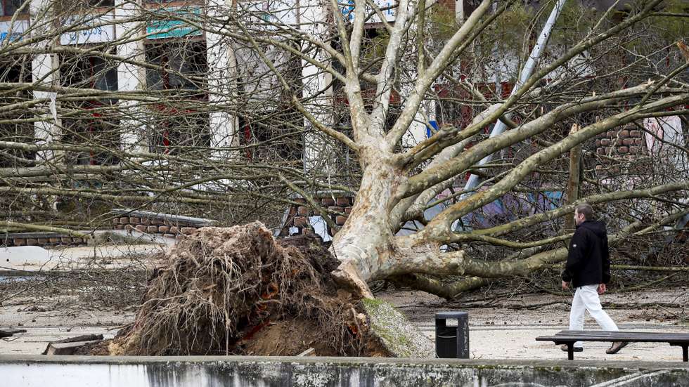 Queda de árvores no parque do Avião depois da passagem da depressão Kristin, em Leiria, 28 de janeiro de 2026. Portugal continental está a ser afetado pelos efeitos da passagem da depressão Kristin, com chuva, vento, neve e agitação marítima, tendo sido emitidos vários avisos pelo Instituto Português do Mar e da Atmosfera (IPMA). PAULO CUNHA/LUSA