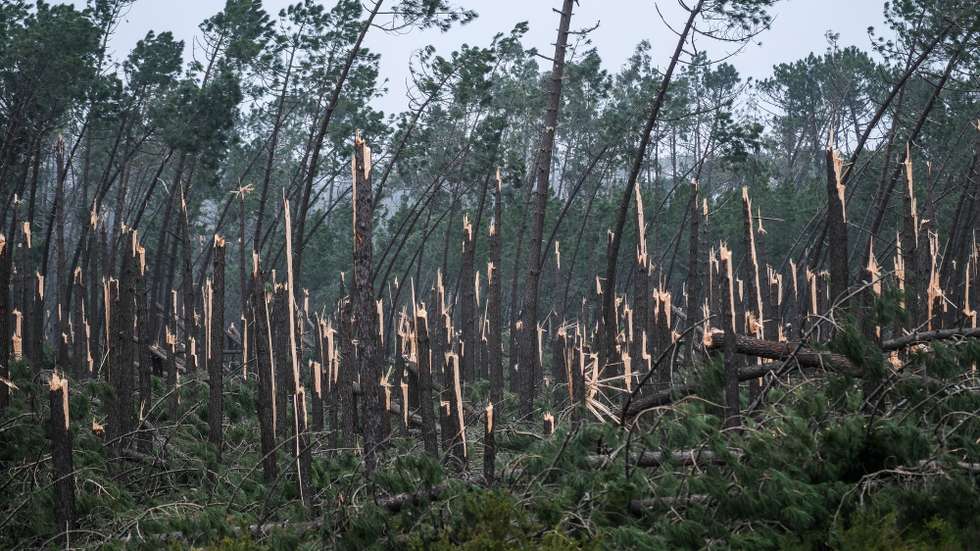 Ventos ciclónicos deixaram um rasto de destruição em pinheiros na mata de Pataias, depois da passagem da depressão Kristin, em Pataias, Alcobaça, 28 de janeiro de 2026. Portugal continental está a ser afetado pelos efeitos da passagem da depressão Kristin, com chuva, vento, neve e agitação marítima, tendo sido emitidos vários avisos pelo Instituto Português do Mar e da Atmosfera (IPMA). CARLOS BARROSO/LUSA