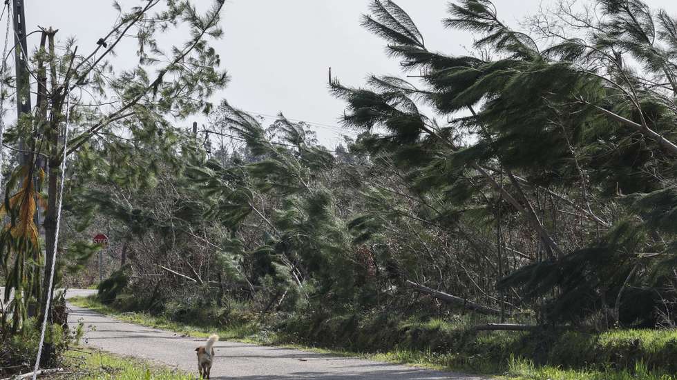 Árvores e cabos de eletricidade no chão junto a uma via de acesso em Casal dos Bernardos . O presidente da Junta de Freguesia de Casal dos Bernardos Acácio Pereira (ausente na fotografia), no concelho de Ourém, disse à Lusa que, um mês depois da tempestade, as situações mais preocupantes são os cabos elétricos cortados e a limpeza das matas. Além dos estragos nas casas e anexos rurais, há muitas árvores cortadas, sendo que no interior, longe das habitações, a "destruição nos caminhos" foi muito grande, Casal dos Bernardos, Ourém, 24 de fevereiro de 2026. (ACOMPANHA TEXTO DO DIA 26 DE FEVEREIRO DE 2026) JOÃO RELVAS/LUSA