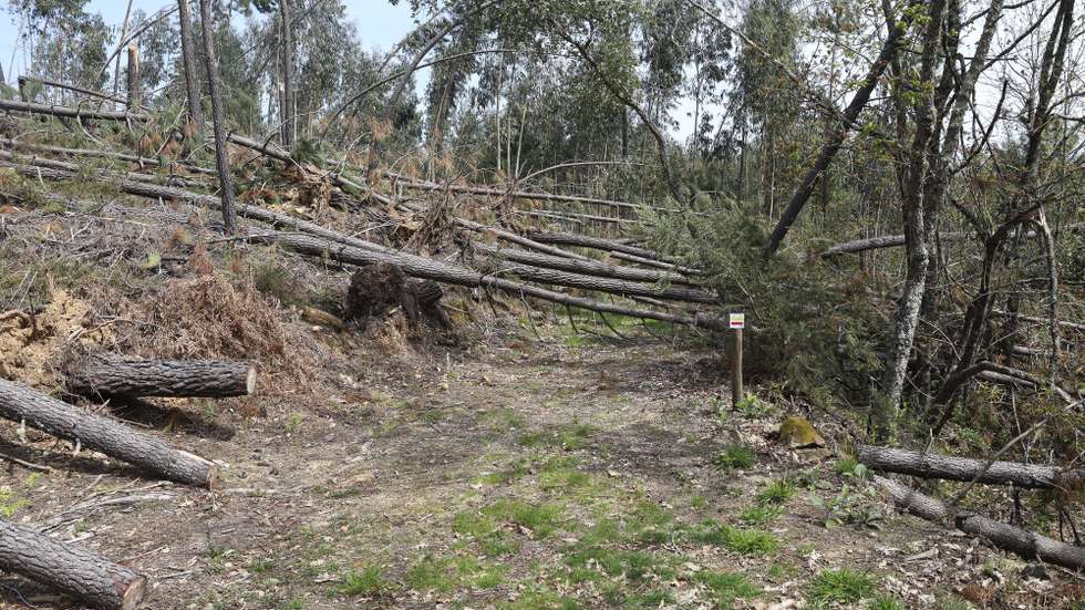 Árvores derrubadas devido após passagem da tempestade Kristin, em Pedrógão Grande, 25 de março de 2026. O território marcado pela passagem do incêndio de Pedrógão Grande em 2017 está preocupado com a aproximação do verão, depois de a tempestade de janeiro ter deixado centenas de quilómetros de caminhos florestais impedidos e mais combustível no terreno para arder. (ACOMPANHA TEXTO DA LUSA DO DIA 27 DE MARÇO DE 2026). PAULO NOVAIS/LUSA