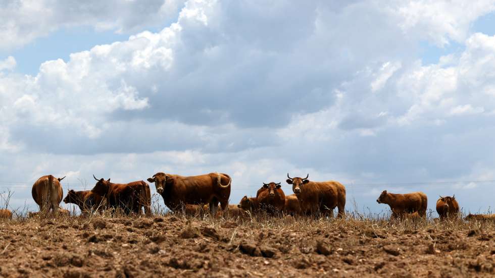 Bovinos num campo seco e com pouco alimento, em Beja, 25 de maio de 2023. Sem pastagens para o gado, devido à seca, e com as rações e a palha a preços altos, os criadores de bovinos do Baixo Alentejo estão a desfazer-se dos animais em leilões ou nos matadouros. (ACOMPANHA TEXTO DA LUSA DO DIA 28 DE MAIO DE 2023). NUNO VEIGA/LUSA