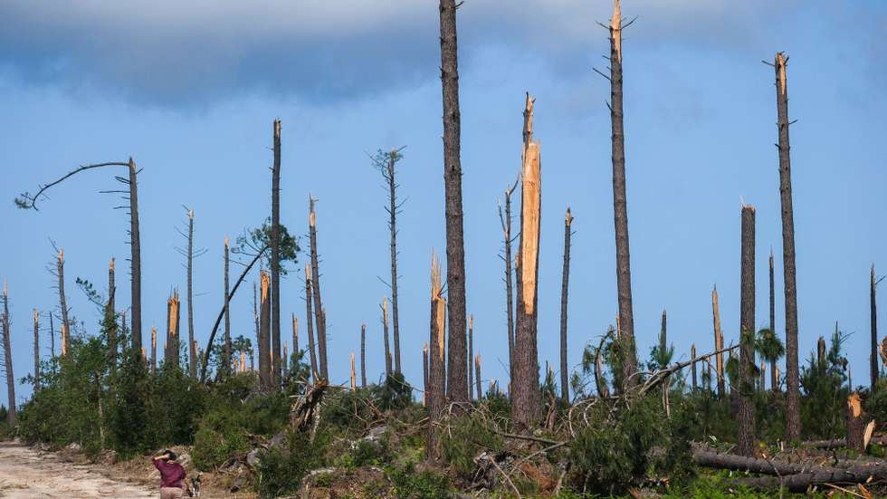 Imagens do Pinhal de Leiria na zona da Marinha Grande onde há ainda muito trabalho a realizar pelas autoridades, 24 de abril de 2026. As pessoas ainda aguardam que a vida volte ao normal na zona do Pinhal de Leiria, depois da passagem da tempestade Kristin a 28 de fevereiro. (ACOMPANHA TEXTO DE 27 DE ABRIL DE 2026). CARLOS BARROSO/LUSA