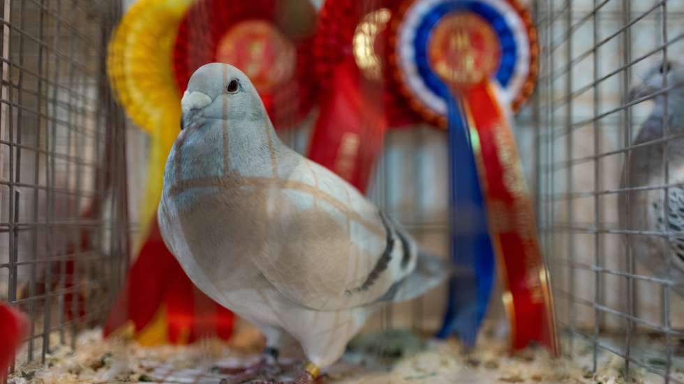 epaselect epa12658400 A prize winning '2024 cock unblown' category pigeon on display at the British Homing World Show of the Year in Blackpool, Britain, 18 January 2026. Organised by the Royal Pigeon Racing Association, the British Homing World Show is the UK's largest gathering of pigeon fanciers, attracting around 15,000 visitors to view over 1,000 pigeons on display.  EPA/ADAM VAUGHAN