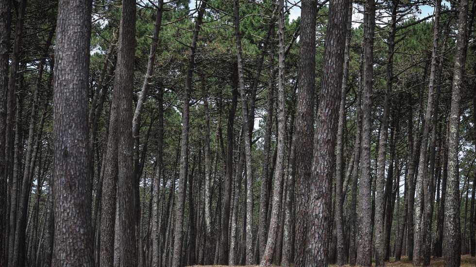 Pinheiros na zona florestal das dunas de Ovar, Aveiro, 2 de junho de 2026. JOSÉ COELHO/LUSA