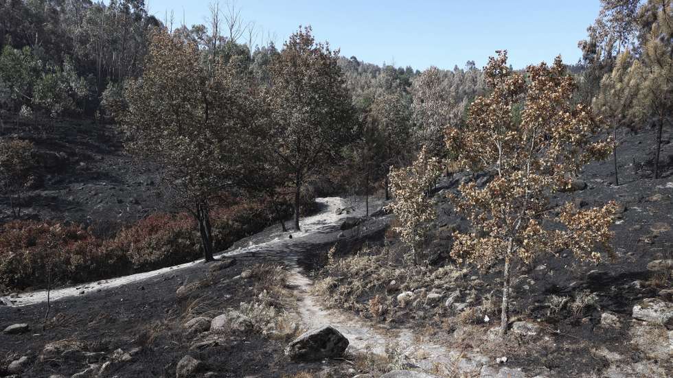 A Reserva Botânica de Loendros em Cambarinho, Vouzela, consumida pelas chamas e os passadiços, junto ao rio, foram transformados em pó, num concelho em que também arderam animais e pastos, devido ao fogo do incêndio que teve início em Vouzela, 9 de julho de 2026.(ACOMPANHA TEXTO DO DIA 11 DE JULHO DE 2026) PAULO NOVAIS/LUSA