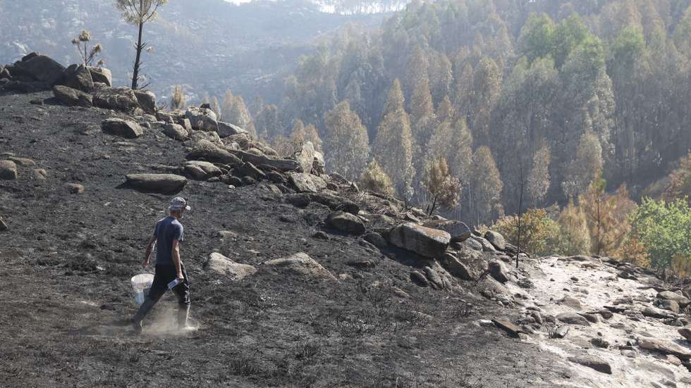 João Paiva percorre a Reserva Botânica de Loendros em Cambarinho, Vouzela, consumida pelas chamas e os passadiços, junto ao rio, foram transformados em pó, num concelho em que também arderam animais e pastos, devido ao fogo do incêndio que teve início em Vouzela, 9 de julho de 2026. (ACOMPANHA TEXTO DO DIA 11 DE JULHO DE 2026) PAULO NOVAIS/LUSA