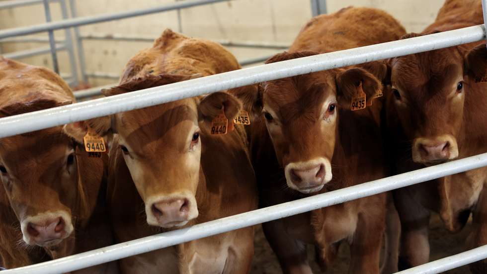 Bovinos, parte de um lote de animais que serão leiloados na Acos - Associação de Agricultores do Sul, em Beja, 25 de maio de 2023. Sem pastagens para o gado, devido à seca, e com as rações e a palha a preços altos, os criadores de bovinos do Baixo Alentejo estão a desfazer-se dos animais em leilões ou nos matadouros. (ACOMPANHA TEXTO DA LUSA DO DIA 28 DE MAIO DE 2023). NUNO VEIGA/LUSA