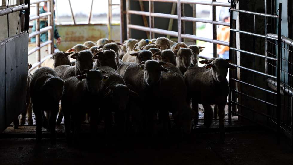 Borregos são transportados para o leilão de ovinos e caprinos que antecede a Páscoa, organizado pela Associação dos Jovens Agricultores do Sul (AJASUL) e pela Associação Nacional de Criadores de Ovinos da Raça Merina (ANCORME), Évora, 03 de abril de 2025. Nas vésperas da Páscoa, época em que a carne de borrego é mais procurada para consumo, o preço dos animais disparou para valores nunca antes vistos, devido à diminuição dos rebanhos provocada pela doença da língua azul. (ACOMPANHA TEXTO DE 12 DE ABRIL DE 2025). NUNO VEIGA/LUSA