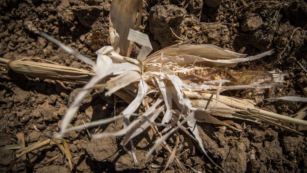 epa10111695 A view of a dry corn field due to drought in Bernay-Vilbert, France, 08 August 2022. The department of Seine-Et-Marne, in the south-east of the Paris region, has been declared on drought alert by the authorities due to the lack of rain and several heat waves.  EPA/CHRISTOPHE PETIT TESSON