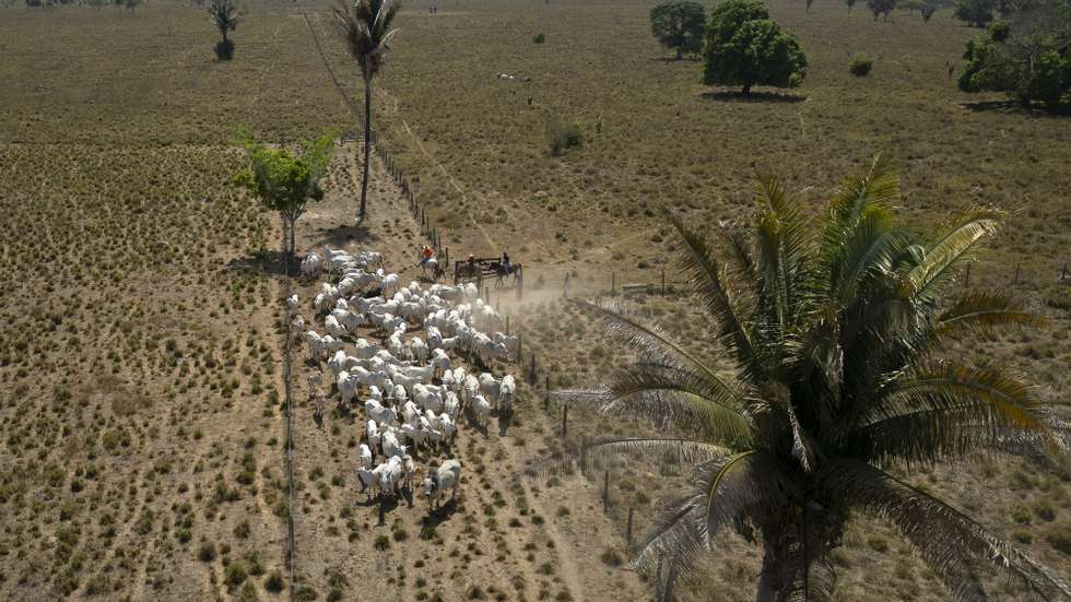 epa12442204 An aerial view showing cowboys driving cattles on Reginaldo Rocha's ranch in the municipality of Sao Geraldo do Araguaia, in the state of Para, Brazil, 15 September 2025 (issued 09 October 2025). Cattle ranchers in the Brazilian Amazon have begun assigning identification numbers to their cows to track their origin, a new public policy that aims to help with health and environmental control but which is progressing slowly due to resistance from part of the sector.  EPA/ISAAC FONTANA