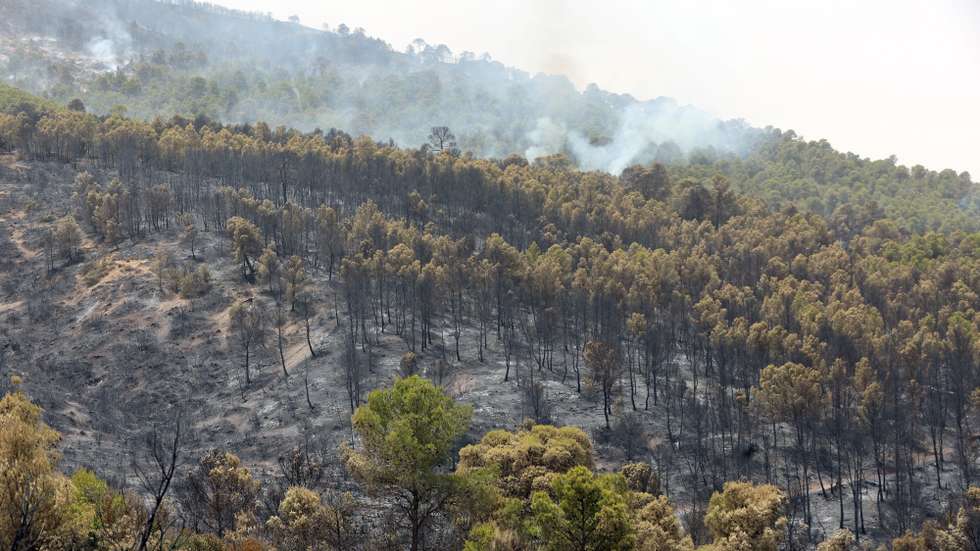 epa13130332 Charred trees in the aftermath of a forest fire of Bordj Okhriss, located approximately 150 km southeast of Algiers, Algeria, 24 July 2026. Northern Algeria experienced an unprecedented wave of wildfires, classified by the civil protection as 'sixth generation' fires due to their intensity and extent. Fueled by an exceptional heatwave where the heat dome pushed temperatures up to 48°C and 49°C, more than 1,600 fires were recorded in less than two weeks, resulting in the deaths of at least six people.  EPA/MOHAMED MESSARA