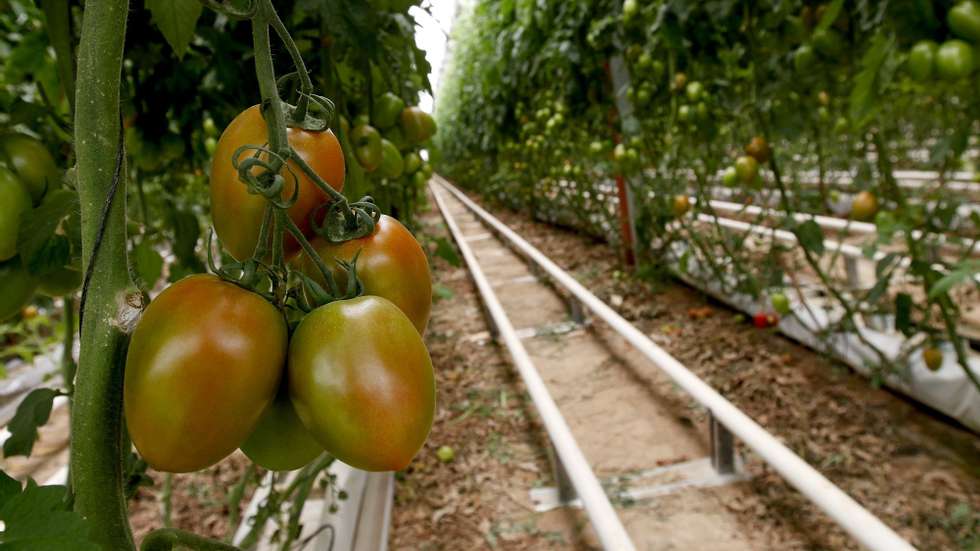 A CNA criticou o aumento de três e quatro cêntimos nos combustíveis para a produção alimentar