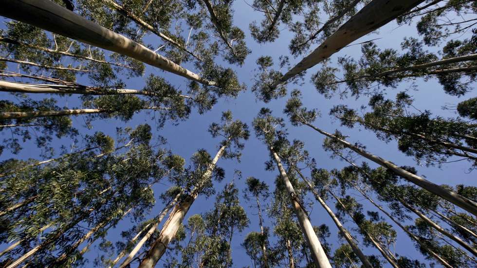 Eucaliptal vai cobrir cerca de 10% da superfície do território continental