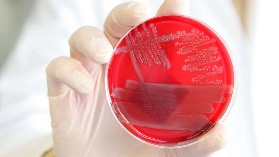Segundo os cientistas, "é como se a pressão de um sistema imunitário saudável sobre as bactérias as obrigasse a tentarem sobreviver, promovendo estas mutações no ADN"