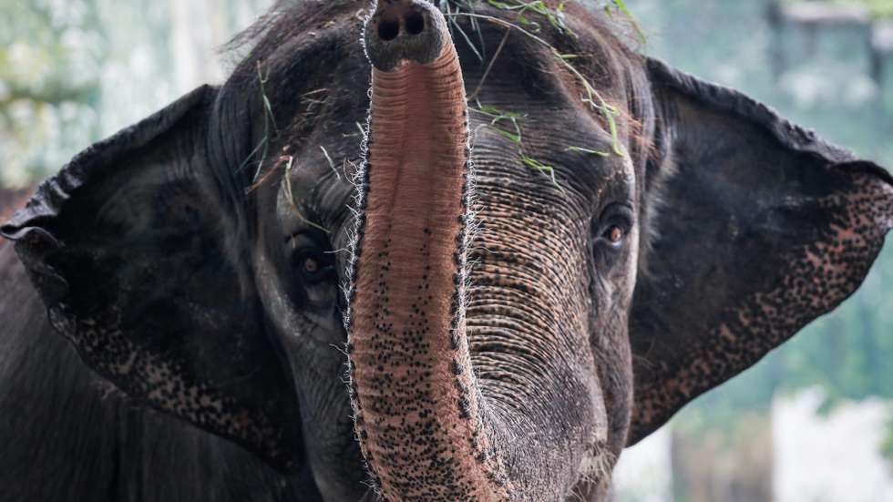 Elefante Maali de 42 anos de idade no Dia Mundial do Meio Ambiente no jardim zoológico de Manila, Filipinas.Mark R.Cristino/Lusa