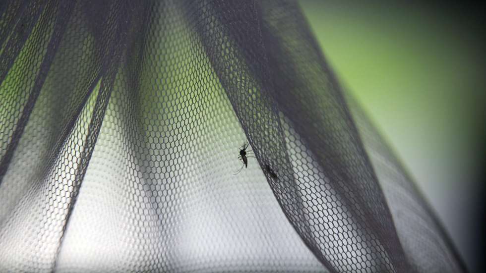 Mosquitos estéreis que serão libertados na Província de Chachoengsao na Tailândia