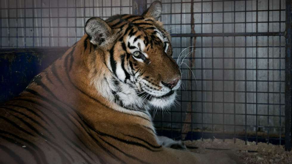A lei, de 2019, estabelece as condições e a proibição de animais selvagens em circo