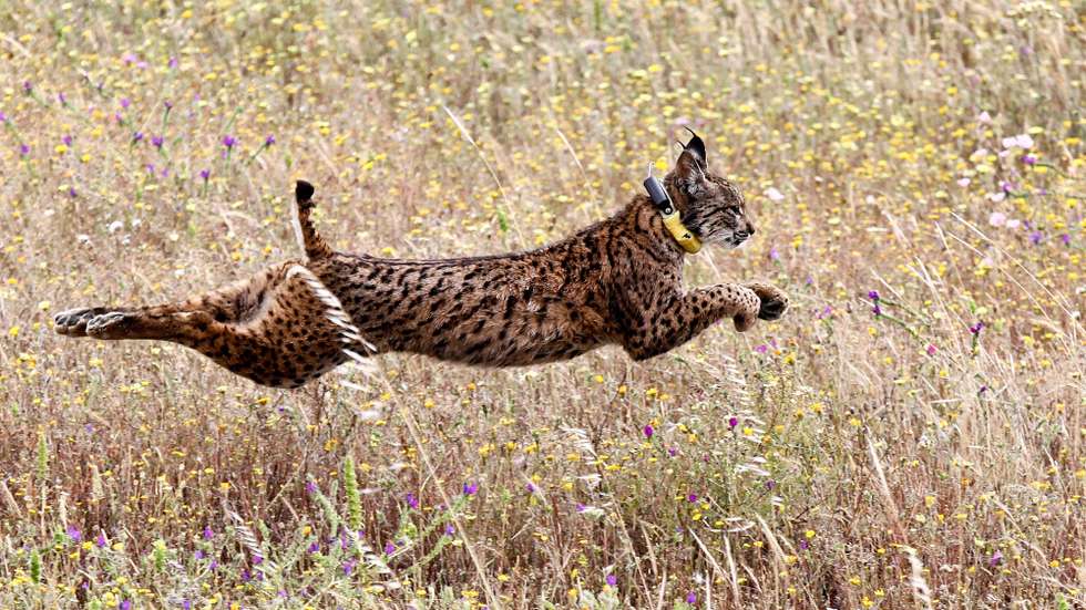 Fotografia de arquivo datada do dia 13 de maio de 2016, da libertação de um lince-ibérico Mistral, no Monte do Milhouro (Herdade da Cela), em Mértola