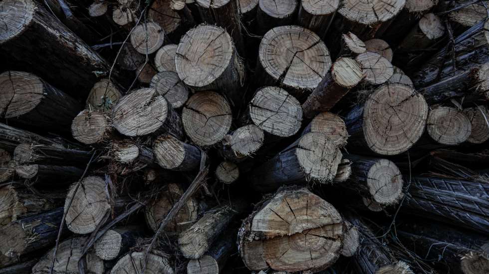 Trinta mil toneladas de madeira queimada na sequência do incêndio de 2018 em Monchique aguardam a efetivação de um protocolo com o Governo para serem cortadas e retiradas do terreno, segundo o presidente da câmara, em Monchique, Faro, 06 de julho de 2021. O autarca revelou que cinco mil toneladas de madeira já cortadas e empilhadas ao longo de várias estradas da serra começaram esta semana a ser transportadas para a fábrica de produção de biomassa em Huelva, Espanha, num transporte financiado pela Câmara de Monchique, no distrito de Faro (Algarve). (ACOMPANHA TEXTO DE 16 DE JULHO DE 2021). LUÍS FORRA/LUSA