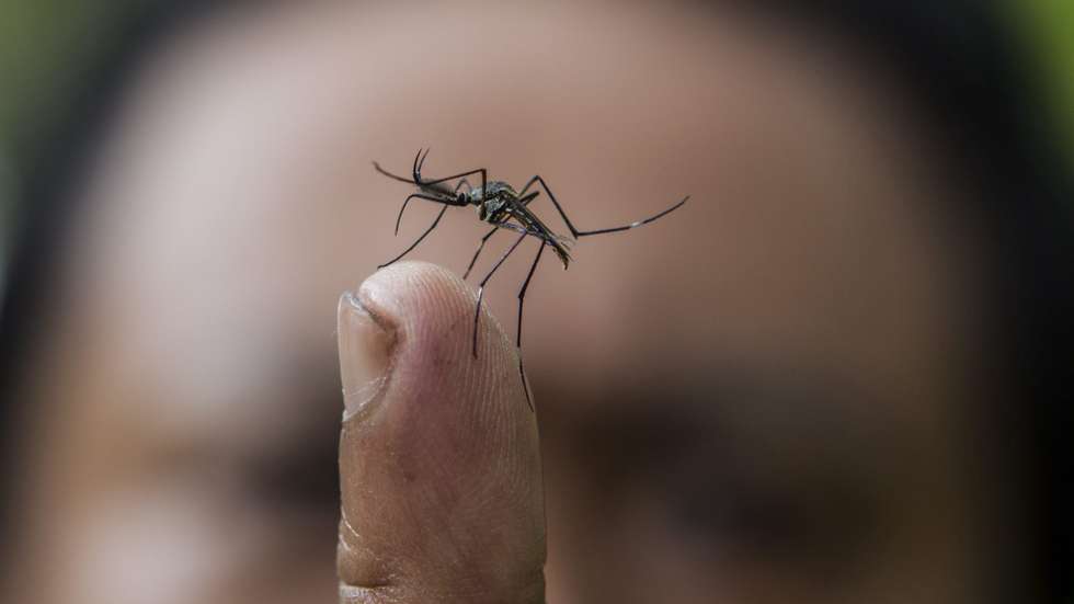 epa03325858 A close up of a Toxorhynchites (TOXO) mosquito, a carnivorous mosquito that will eat Aedes larvae (Aedes Mosquitoes cause dengue fever) in Puchong, near Kuala Lumpur, Malaysia 30 July 2012. The larvae of TOXO species was chosen because it is known to eat other mosquitoes larvae, including aedes larvae and they also living in the same habitat. The World Health Organisation (WHO) estimates that 50 to 100 million dengue infections occur yearly.  EPA/AHMAD YUSNI   
/// UNKNOWN CATEGORY\