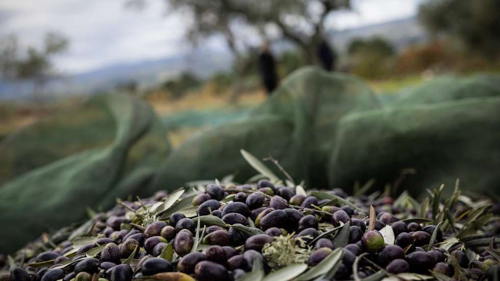 Apanha da azeitona em Valpaços, Vila Real, 9 de novembro de 2023. Dois anos consecutivos de quebra de produção de azeite preocupam os produtores de Valpaços, concelho onde a agricultura é a base da economia e se cruzam técnicas tradicionais com as mais modernas de apanha de azeitona. (ACOMPANHA TEXTO DO DIA 12 DE NOVEMBRO DE 2023). JOSÉ COELHO/LUSA
