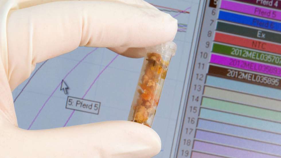 epa03583513 A meat sample in a test tube is seen in front of a monitor showing the proof of horse DNA at the Chemical and Veterinary Investigation Office Muensterland-Emscher-Lippe in Muenster, Germany, 14 February 2013. Portions of horse meat mislabelled as 100 per cent beef have been found in ready meal lasagne in Germany as well, after the scandal broke in Britain. Meanwhile British officials also detected the painkiller phenylbutazone, commonly known as 'bute', in food samples containing horse meat.  EPA/FRISO GENTSCH
