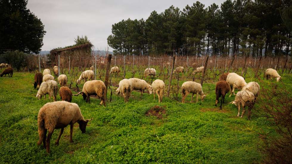 Um rebanho de ovelhas pasta numa vinha em Saborosa, Vila Real, 29 de dezembro de 2023. Um enólogo e produtor do Douro está a usar um rebanho de ovelhas na vinha, um método adotado para controlar o crescimento da vegetação nas vinhas, reduzir a necessidade de maquinaria e promover práticas agrícolas mais sustentáveis. (ACOMPANHA TEXTO DA LUSA DO DIA 31 DE DEZEMBRO DE 2023). PEDRO SARMENTO COSTA/LUSA