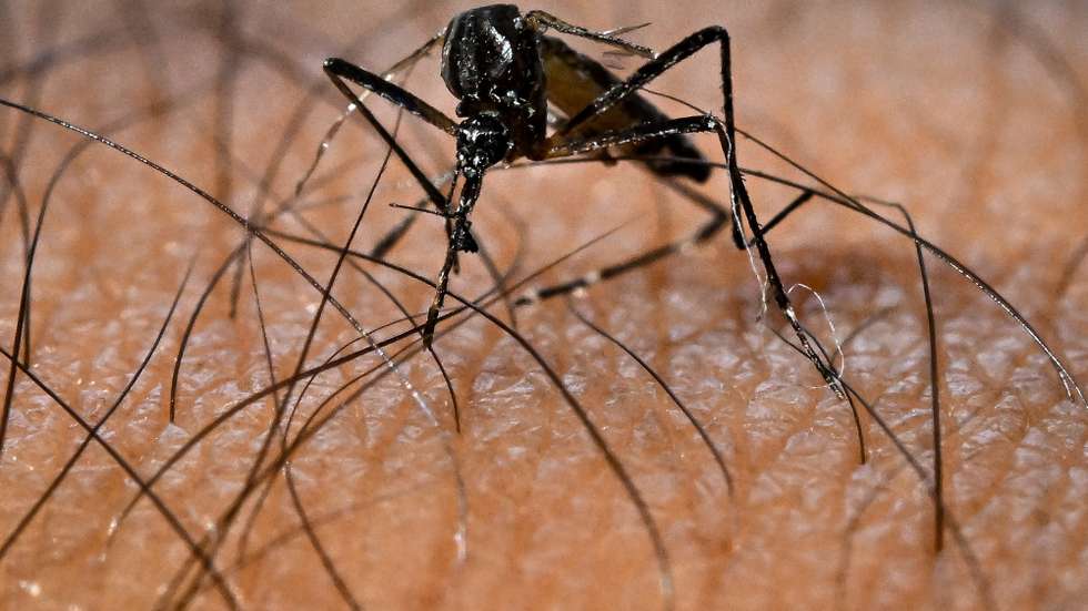 epa11908503 An Aedes aegypti mosquito, responsible for the transmission of the Dengue virus, in Brasilia, Brazil, 13 February 2025 (issued 19 February 2025). The government of the Brazilian state of Sao Paulo, the most populous in the country, decreed a health emergency on 19 February due to the rapid increase in cases of dengue fever, and announced new investments to combat the transmission of the virus.  EPA/Andre Borges