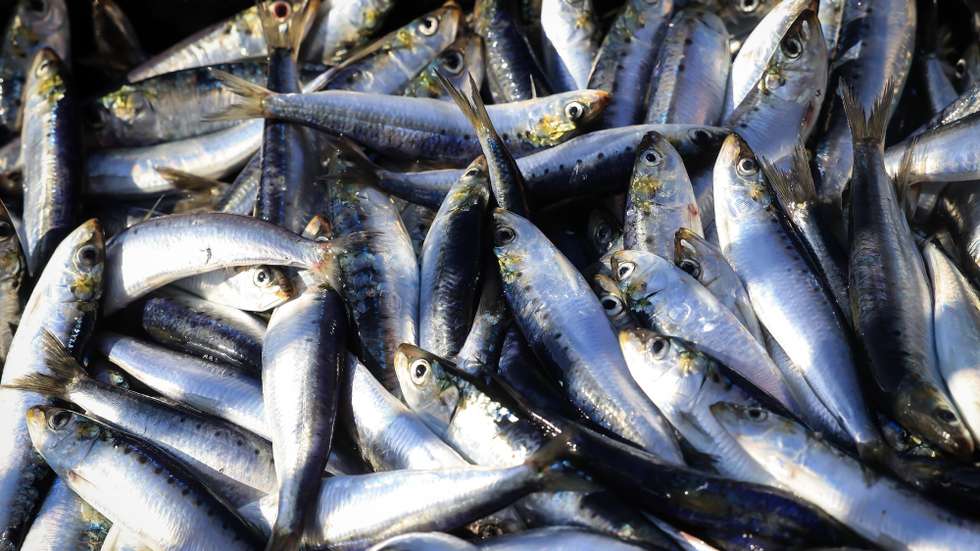 Sardinhas na Doca de pesca da Lota de Matosinhos, 15 de julho de 2025. JOSÉ COELHO/LUSA