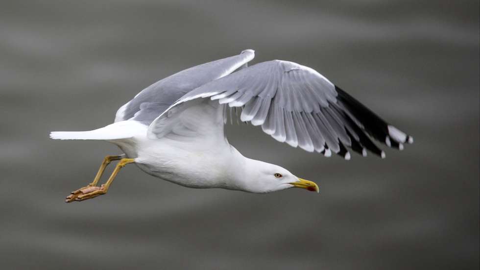 epa05827493 A seagull flies over the Main river in Frankfurt Main, Germany, 03 March 2017.  EPA/ARMANDO BABANI