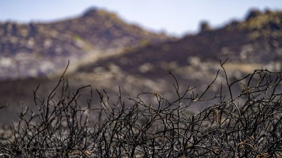 Zona ardida nos últimos incêndios em Ponte da Barca e no Parque nacional Peneda Gerês, em Ponte da Barca, 08 de agosto 2025. HUGO DELGADO/LUSA