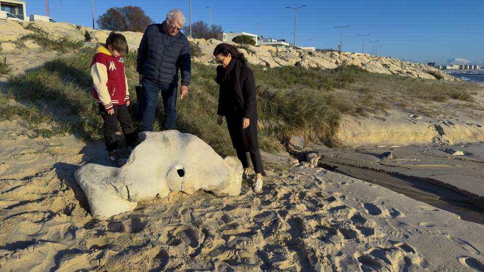Um osso de baleia presumivelmente com milhares de anos, de acordo com um paleontologista da Universidade de Coimbra (UC), foi hoje identificado na praia de Buarcos, a norte da cidade da Figueira da Foz, 23 de dezembro de 2026. O osso pélvico, perfeitamente assimétrico, com cerca de 1,5 metros de comprimento por um metro de largura e centenas de quilos de peso, foi descoberto a meio da tarde de hoje na chamada praia da Pedra Grande, por Sílvia Curado (na fotografia), cientista portuguesa radicada nos EUA, que ali passeava acompanhada de familiares, constatou a agência Lusa no local. (ACOMPANHA TEXTO). JOSÉ LUÍS SOUSA/LUSA
