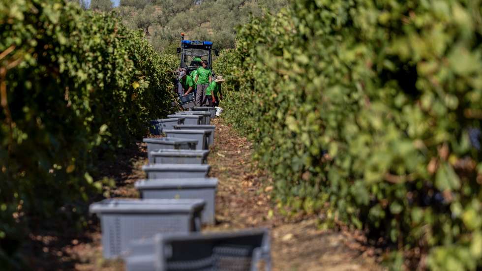 Agricultores fazem a vindima na região de Valpaços, 03 de setembro de 2026. Na região vitivinícola de Trás-os-Montes cortam-se as uvas com a expectativa de um aumento de produção e boa qualidade, mas em Valpaços a vindima fica marcada pelo incêndio que afetou 304 hectares de vinha. (ACOMPANHA TEXTO DA LUSA DO DIA 05 DE SETEMBRO DE 2026). PEDRO SARMENTO COSTA/LUSA