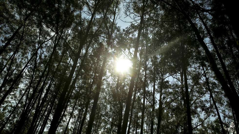 "Estamos com o nosso projeto a tentar fazer algo que possa mudar o quadro, porque nós sabemos que temos problemas graves a nível das alterações climáticas", afirmou o sócio-gerente da APB