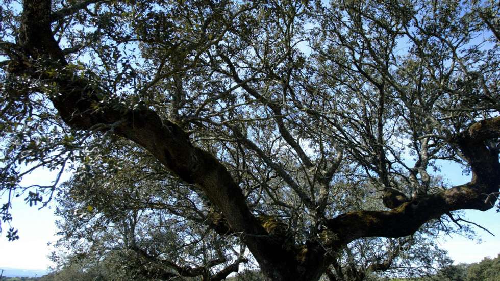 A iniciativa leva a concurso um plátano, uma azinheira, uma camélia, um cedro, uma nogueira-do-japão, uma magnólia, duas oliveiras e dois sobreiros