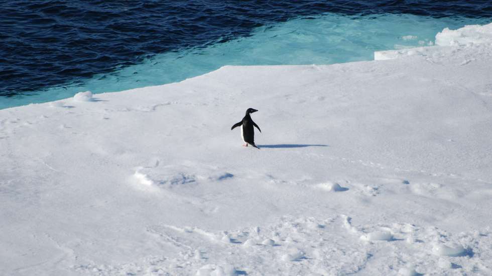 Antártida, alterações climáticas, pinguim