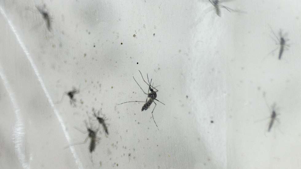 epa10908950 Wolbachia-Aedes aegypti mosquitoes in a cage where male and female mosquitoes mate and eggs are collected in the adult insectary room at the Project Wolbachia mosquito production facility in Singapore, 27 September 2023 (issued 09 October 2023). Singapore's National Environment Agency (NEA) is using Wolbachia technology to combat dengue in high-rise, densely populated tropical areas. Under Project Wolbachia, non-biting male Wolbachia-carrying Aedes aegypti mosquitoes are released in areas with higher dengue risk. When these males mate with local Aedes aegypti females, the resultant eggs do not hatch, leveraging a biological phenomenon to cut mosquito populations and lower dengue transmission in dense urban areas. Studies in two sites by NEA reveal that in areas with these releases for over a year, there's been up to a 98 percent reduction in the Aedes aegypti population and up to 88 percent fewer dengue cases. NEA is able to produce about 7 million male Wolbachia-Aedes aegypti mosquitoes per week. The Project Wolbachia mosquito production facility has so far produced and released more than 300 million male Wolbachia-Aedes aegypti mosquitoes since it started in 2019.  EPA/HOW HWEE YOUNG  ATTENTION: This Image is part of a PHOTO SET